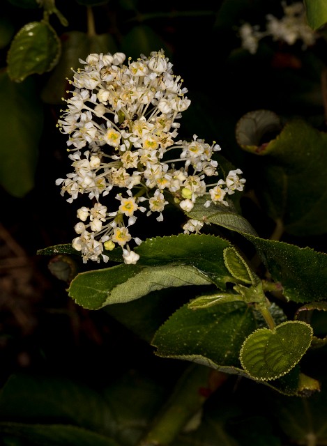 Ceanothus velutinus 18-9380.jpg
